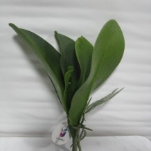 Купить искусственные цветы - Листья орхидеи латекс