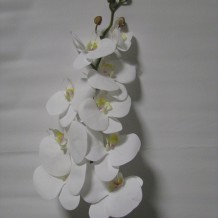 Изображение товара Орхидея латекс