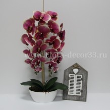 Изображение товара Орхидея латекс 2 ветки пластиковая лодочка