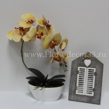 Изображение товара Орхидея латекс