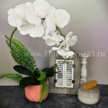 Изображение товара Орхидея  в керамическом кашпо