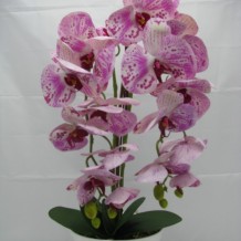 Изображение товара Орхидея 2 ветки латекс кашпо пластик