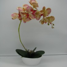 Изображение товара Орхидея