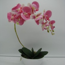Изображение товара Орхидея
